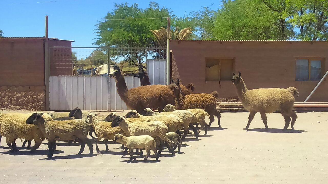 Cabaña Laynaturi San Pedro de Atacama Exterior foto